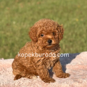 Kıpkırmızı red toy poodle sevimli yavrular