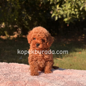 Kıpkırmızı red toy poodle sevimli yavrular - fotoğraf 2