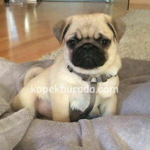 Pug mops evcil yavrular