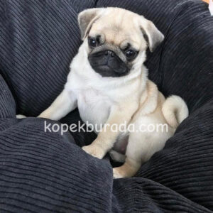Pug mops evcil yavrular - fotoğraf 2