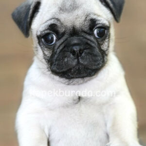 Pug mops evcil yavrular - fotoğraf 2