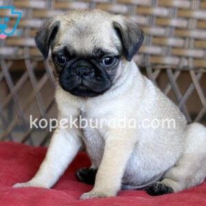 Pug mops evcil yavrular