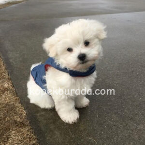 Maltese terrier cinsi yavrular ev üretimi yavrular - fotoğraf 2