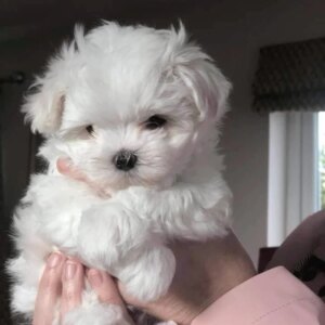 Maltese terrier cinsi yavrular ev üretimi yavrular