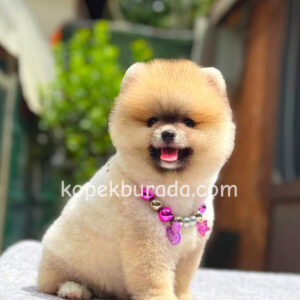 Pomeranian boo sevimli yavrular - fotoğraf 2