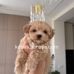 Maltipoo cinsi yavrular