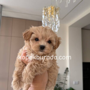 Maltipoo cinsi yavrular - fotoğraf 2