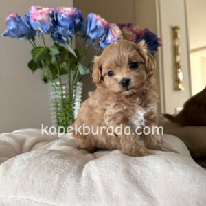 Maltipoo cinsi yavrular - fotoğraf 2