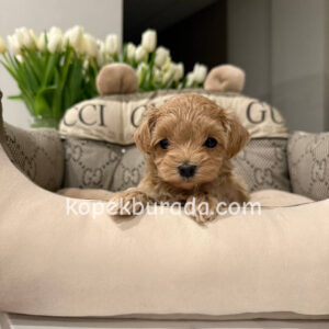 Maltipoo cinsi yavrular