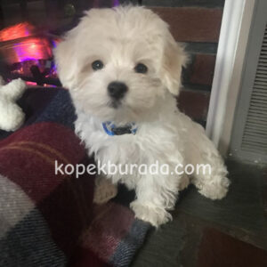 Maltese terrier cinsi yavrular ev üretimi yavrular - fotoğraf 2