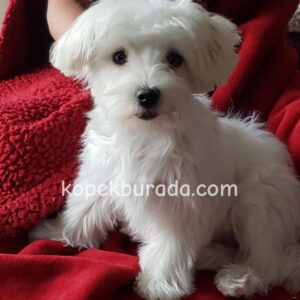 Maltese terrier cinsi yavrular ev üretimi yavrular - fotoğraf 2