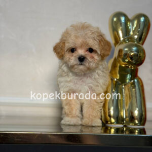 Maltipoo cinsi yavrular