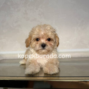 Maltipoo cinsi yavrular