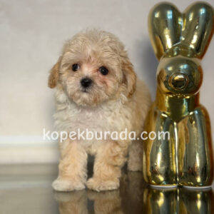 Maltipoo cinsi yavrular - fotoğraf 2