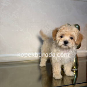 Maltipoo cinsi yavrular - fotoğraf 2