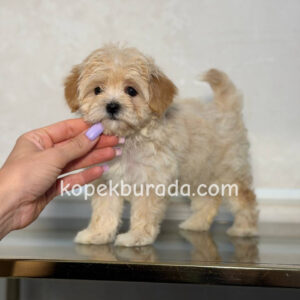 Maltipoo cinsi yavrular - fotoğraf 2