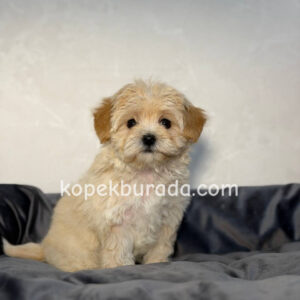 Maltipoo cinsi yavrular