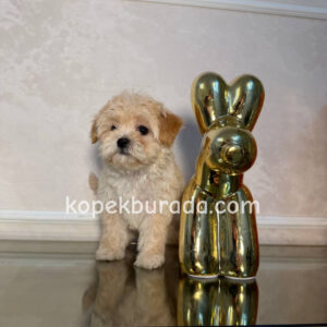 Maltipoo cinsi yavrular - fotoğraf 2