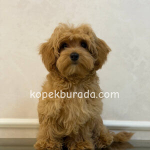 Toy poodle sevimli yavrular ev üretimi