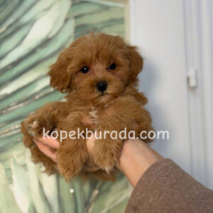 Toy poodle sevimli yavrular ev üretimi