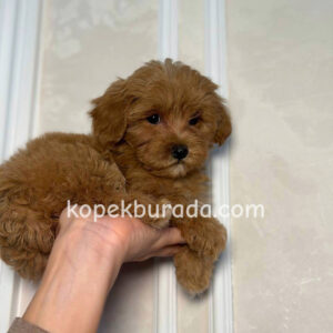 Toy poodle sevimli yavrular ev üretimi - fotoğraf 2