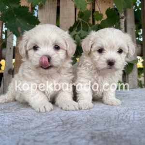 Maltese terrier cinsi yavrular ev üretimi yavrular
