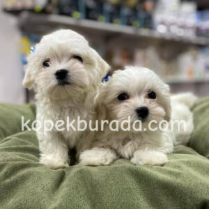 Maltese terrier cinsi yavrular ev üretimi yavrular - fotoğraf 2