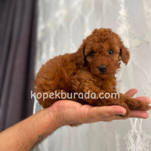 Toy poodle sevimli yavrular ev üretimi
