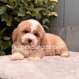 Maltipoo cinsi yavrular