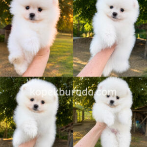 Pomeranian boo sevimli yavrular