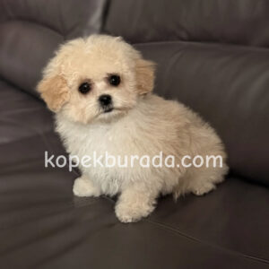 Maltipoo cinsi yavrular