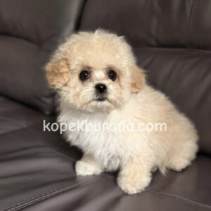 Maltipoo cinsi yavrular - fotoğraf 2