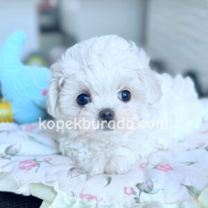 Maltese terrier cinsi yavrular ev üretimi yavrular - fotoğraf 2