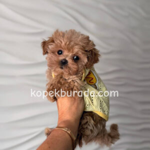 Maltipoo cinsi yavrular
