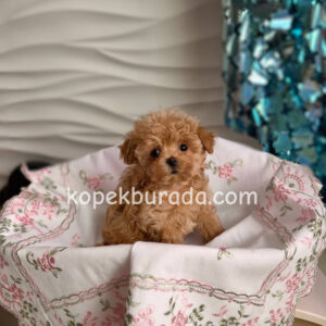 Maltipoo cinsi yavrular - fotoğraf 2