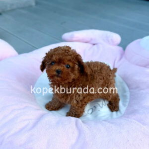 Toy poodle sevimli yavrular ev üretimi - fotoğraf 2