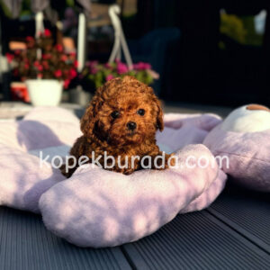 Toy poodle sevimli yavrular ev üretimi