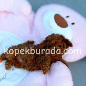 Toy poodle sevimli yavrular ev üretimi - fotoğraf 2