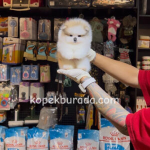 Pomeranian boo sevimli yavrular - fotoğraf 2