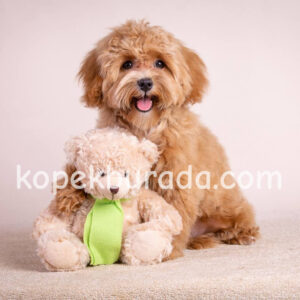 Toy poodle sevimli yavrular ev üretimi