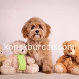 Toy poodle sevimli yavrular ev üretimi