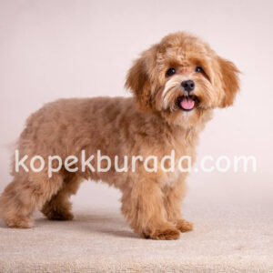 Toy poodle sevimli yavrular ev üretimi - fotoğraf 2