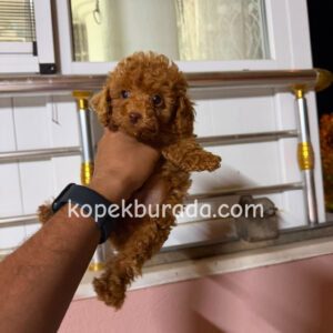 Toy poodle sevimli yavrular ev üretimi - fotoğraf 2
