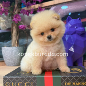 Pomeranian boo sevimli yavrular - fotoğraf 2