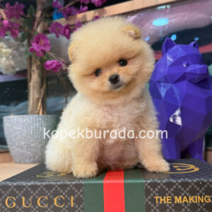Pomeranian boo sevimli yavrular