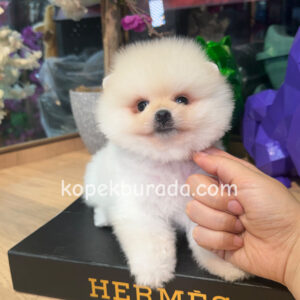 Pomeranian boo sevimli yavrular - fotoğraf 2