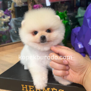 Pomeranian boo sevimli yavrular