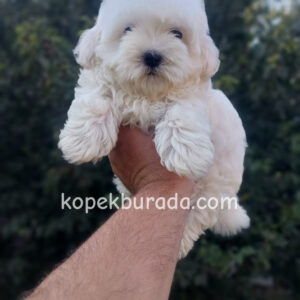 Maltese terrier cinsi yavrular ev üretimi yavrular - fotoğraf 2