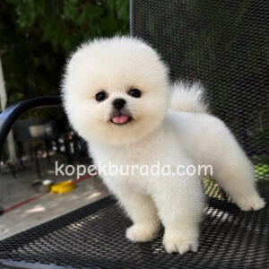 Pomeranian boo sevimli yavrular