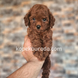 Toy poodle sevimli yavrular ev üretimi - fotoğraf 2